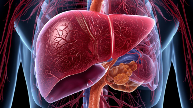 How Your Liver Impacts Energy, Hormones & Skin: The Detox Connection