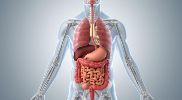 Bloating and Digestive 